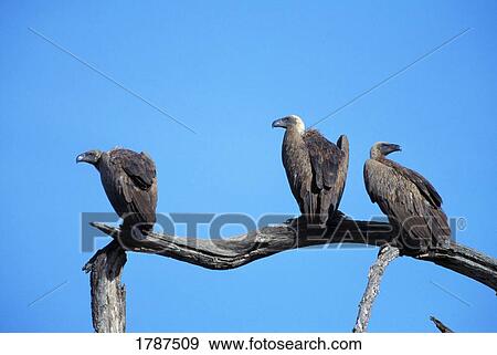 Stock Photo - Three African white-backed vultures. Fotosearch