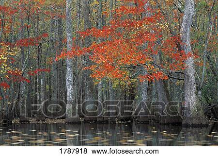 Stock Photo - Trees in a lagoon. Fotosearch