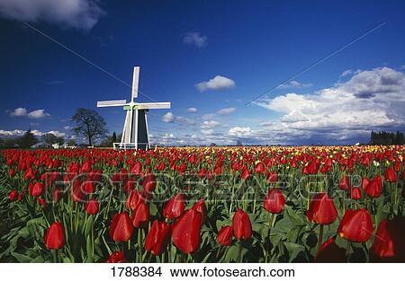 Tulip field with windmill View Large Photo Image Picture - Tulip field with windmill. Fotosearch