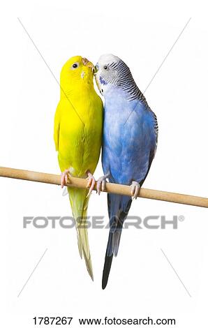 Two budgies on a perch View Large Photo Image Stock Photo - Two budgies on a perch. Fotosearch