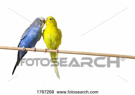 Two budgies on a perch View Large Photo Image Stock Photo - Two budgies on a perch. Fotosearch