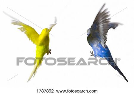 Two flying budgies View Large Photo Image Stock Image - Two flying budgies. Fotosearch