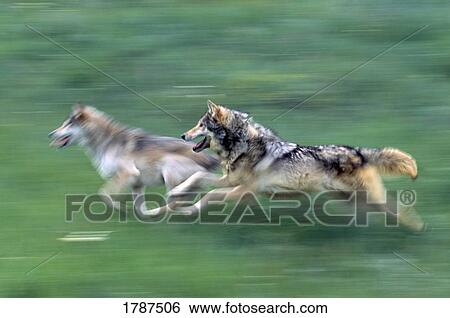 Stock Photograph - Two wolves in mountain meadow. Fotosearch