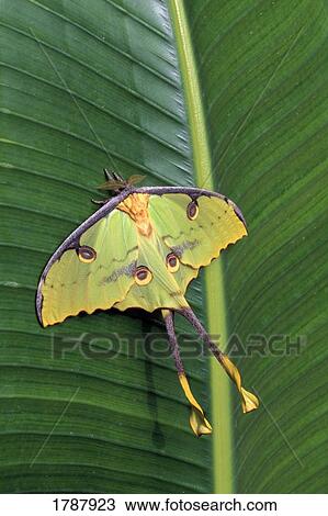 Unique bug on a leaf View Large Photo Image Stock Image - Unique bug on a leaf. Fotosearch