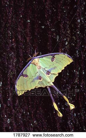 Stock Photo - Unique bug resting on bark. Fotosearch