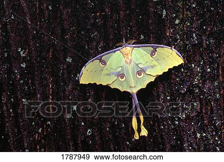 Unique butterfly resting on tree bark View Large Photo Image Stock Photo - Unique butterfly resting on tree bark. Fotosearch