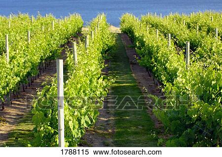 Vineyard View Large Photo Image Stock Photography - Vineyard. Fotosearch