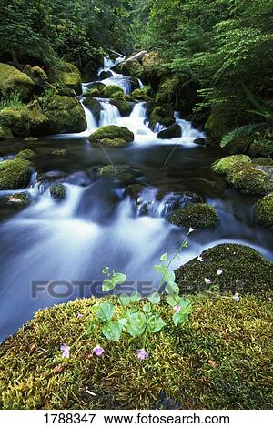 Water flowing along creek View Large Photo Image Stock Photo - Water flowing along creek. Fotosearch