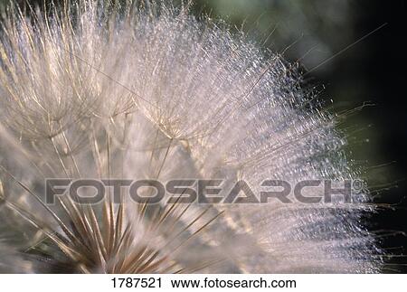 Stock Image - Western salsify. Fotosearch