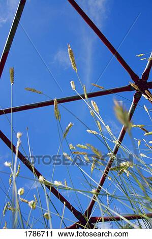 Wheat design View Large Photo Image Stock Image - Wheat design. Fotosearch
