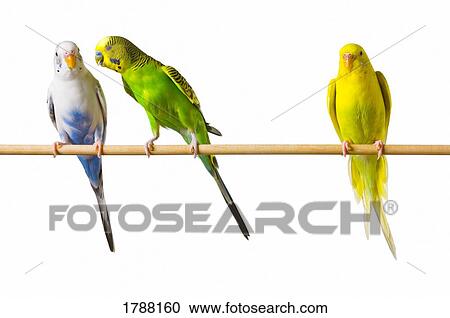 Whispering budgies on a perch View Large Photo Image Stock Image - Whispering budgies on a perch. Fotosearch