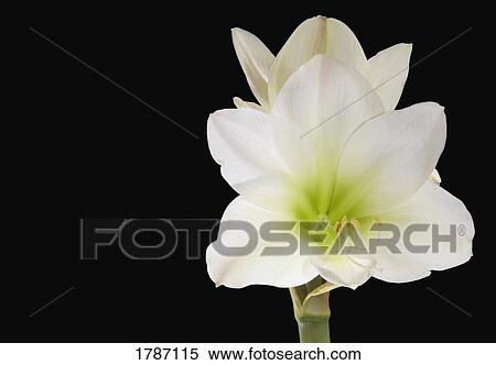 White amaryllis View Large Photo Image Stock Photography - White amaryllis. Fotosearch