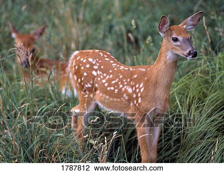White-tail deer fawns View Large Photo Image Stock Image - White-tail deer fawns. Fotosearch