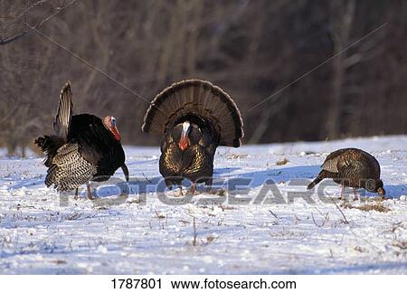 Wild turkey toms displaying feathers for hen View Large Photo Image Stock Image - Wild turkey toms displaying feathers for hen. Fotosearch