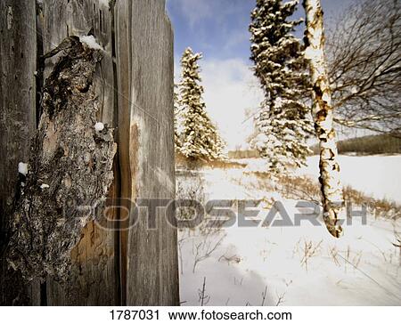 Winter in the Woods View Large Photo Image Stock Image - Winter in the Woods. Fotosearch