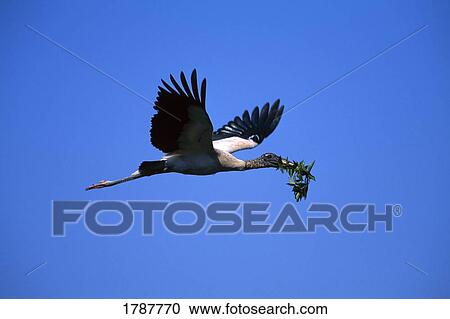 Stock Image - Wood stork (Mycteria americana) in flight with foliage in beak. Fotosearch