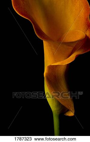 Stock Image - Yellow calla. Fotosearch