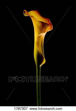 Yellow Calla View Large Photo Image Stock Photo - Yellow Calla. Fotosearch