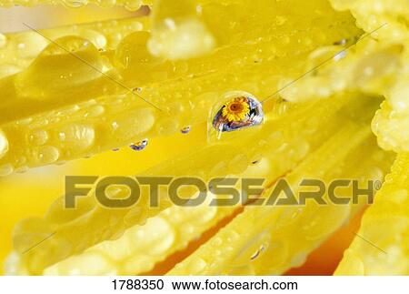 Yellow flowers reflected in dew drop View Large Photo Image Stock Image - Yellow flowers reflected in dew drop. Fotosearch