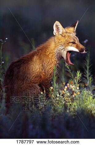 Young red fox yawning View Large Photo Image Stock Photo - Young red fox yawning. Fotosearch