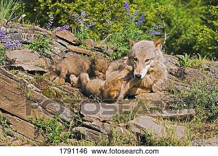 狼 幼獣 そして 母 において すみか サイト 画像コレクション Fotosearch