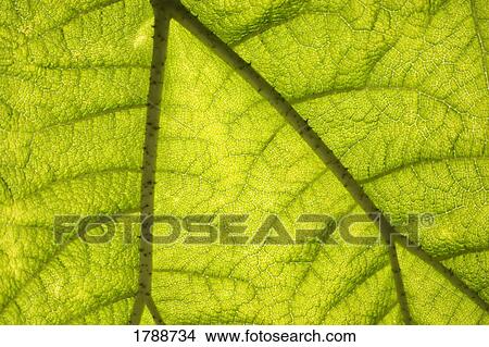 Picture - A close look at the anatomy of a leaf. Fotosearch