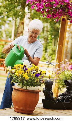 A senior woman waters a flower pot View Large Photo Image Stock Photo - A senior woman waters a flower pot. Fotosearch