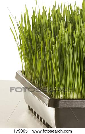 A tray of wheatgrass View Large Photo Image Stock Image - A tray of wheatgrass. Fotosearch