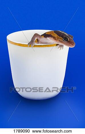 Stock Image - African Gecko in Cup. Fotosearch