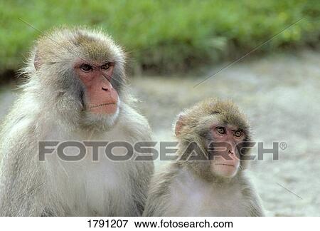 African monkeys View Large Photo Image Stock Photo - African monkeys. Fotosearch