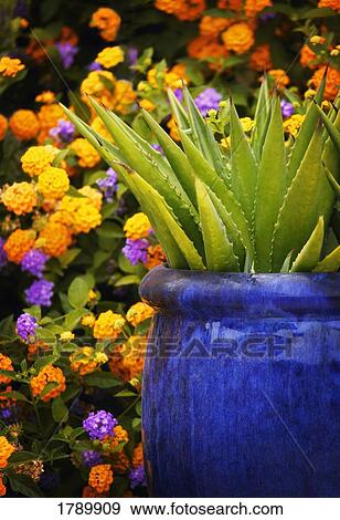 Stock Photo - Aloe vera plant. Fotosearch