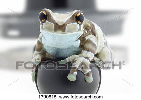 Amazon milk frog View Large Photo Image Stock Photography - Amazon milk frog. Fotosearch