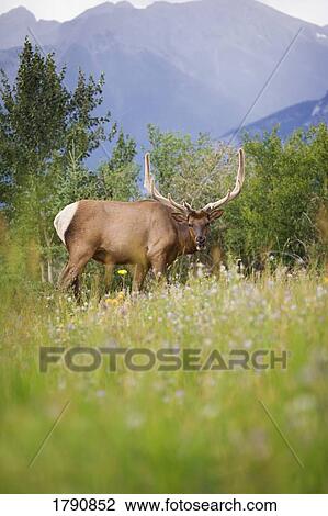 Stock Image - Animal in the wild. Fotosearch
