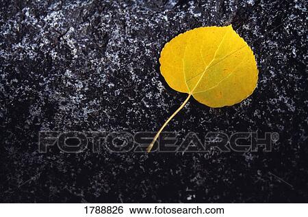 Stock Photograph - Aspen leaf. Fotosearch