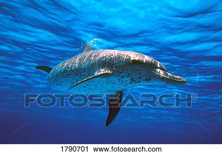 Atlantic Spotted Dolphin View Large Photo Image Stock Image - Atlantic Spotted Dolphin. Fotosearch