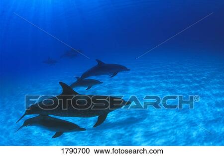 Atlantic Spotted Dolphins View Large Photo Image Stock Image - Atlantic Spotted Dolphins. Fotosearch