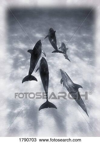 Atlantic Spotted Dolphins View Large Photo Image Stock Image - Atlantic Spotted Dolphins. Fotosearch