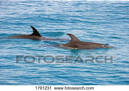 Stock Image - Atlantic Spotted Dolphins . Fotosearch