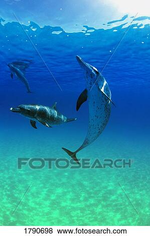 Stock Photo - Atlantic spotted dolphins. Fotosearch