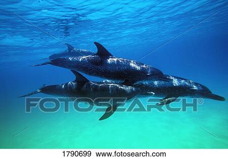 Stock Photo - Atlantic Spotted Dolphins. Fotosearch