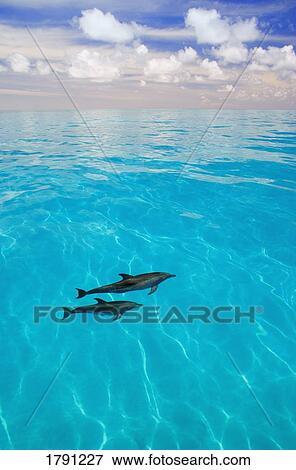 Stock Photo - Atlantic Spotted Dolphins. Fotosearch