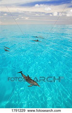 Atlantic Spotted Dolphins View Large Photo Image Stock Photo - Atlantic Spotted Dolphins. Fotosearch