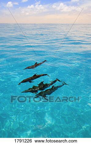 Atlantic Spotted Dolphins View Large Photo Image Stock Photograph - Atlantic Spotted Dolphins. Fotosearch