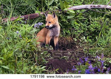 Baby fox at den site View Large Photo Image Stock Photo - Baby fox at den site. Fotosearch