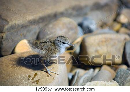 Baby Killdeer View Large Photo Image Stock Photo - Baby Killdeer. Fotosearch