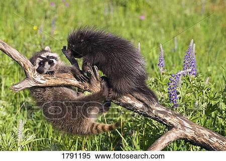 Baby raccoon and porcupine on branch View Large Photo Image Stock Photography - Baby raccoon and porcupine on branch. Fotosearch