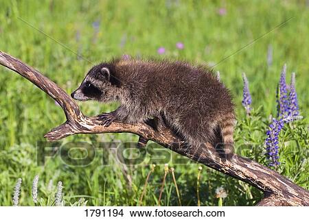 Baby racoon on branch View Large Photo Image Picture - Baby racoon on branch. Fotosearch