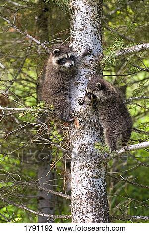 Stock Image - Baby racoons in tree. Fotosearch