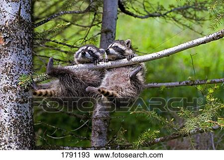 Baby racoons swinging from tree branch View Large Photo Image Stock Image - Baby racoons swinging from tree branch. Fotosearch