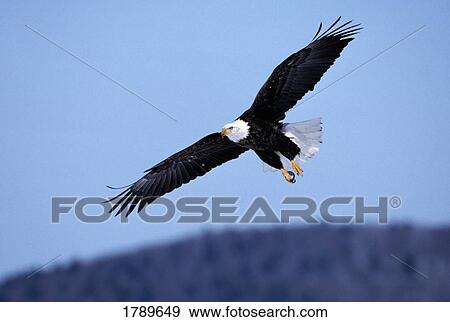 Bald eagle in flight View Large Photo Image Stock Photo - Bald eagle in flight. Fotosearch